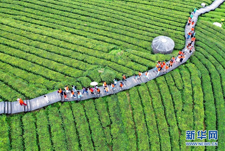 湖北恩施：山区茶园引游客