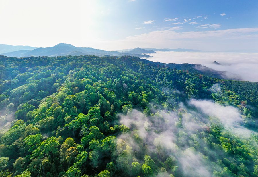 首批“福建最美古树群”名单出炉 最大树龄已有700多年