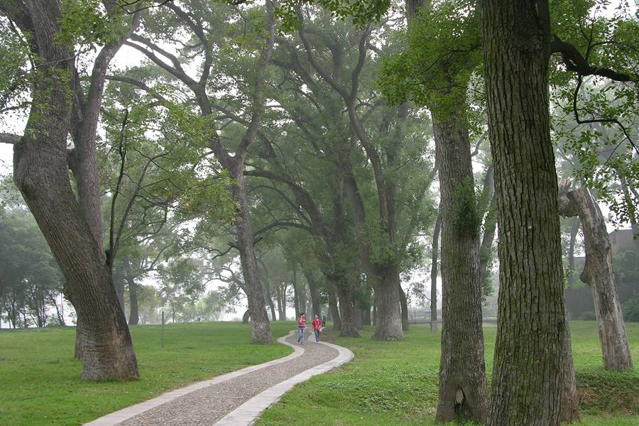 首批“福建最美古树群”名单出炉 最大树龄已有700多年