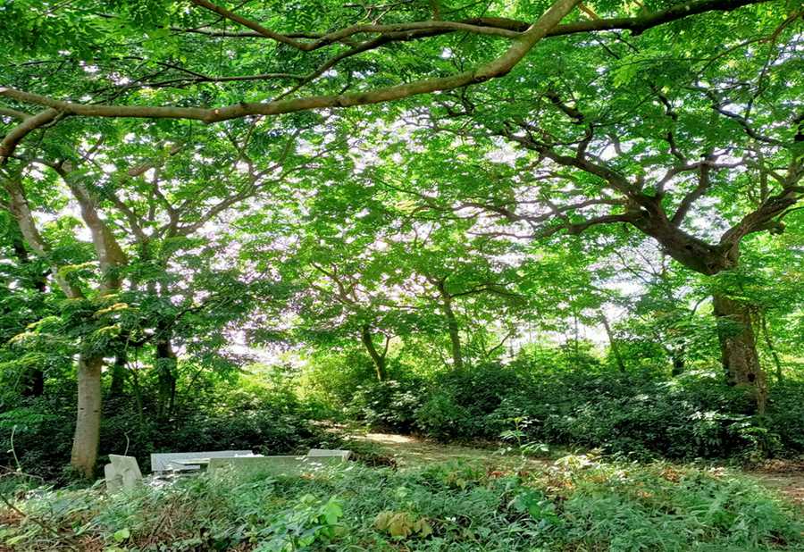 首批“福建最美古树群”名单出炉 最大树龄已有700多年