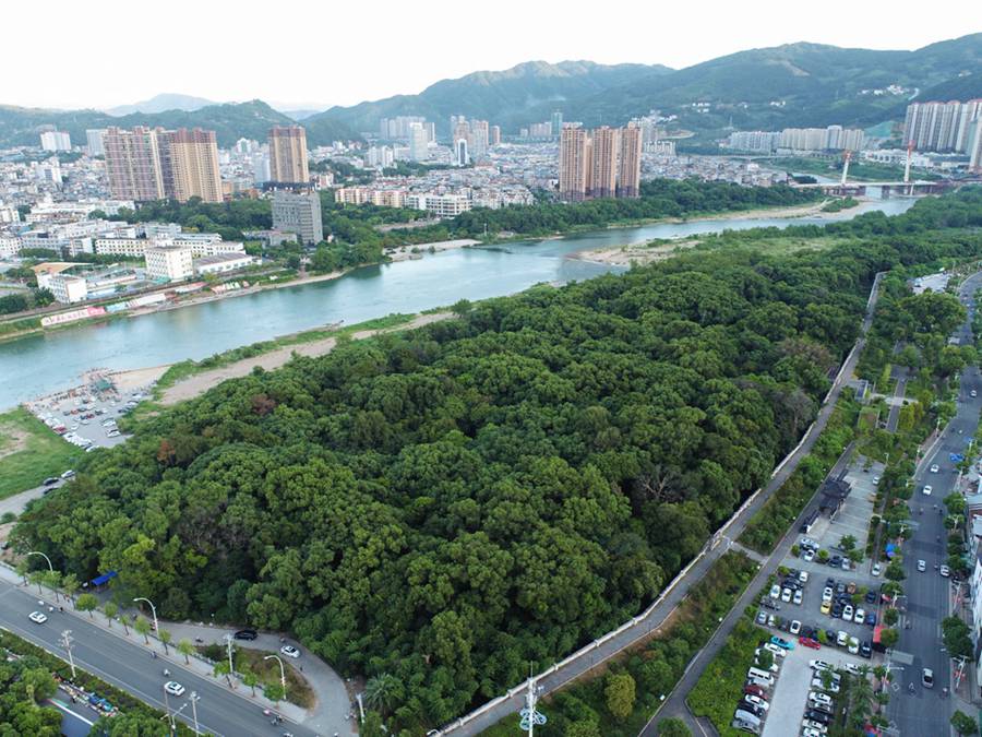 首批“福建最美古树群”名单出炉 最大树龄已有700多年