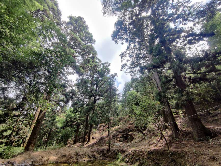 首批“福建最美古树群”名单出炉 最大树龄已有700多年