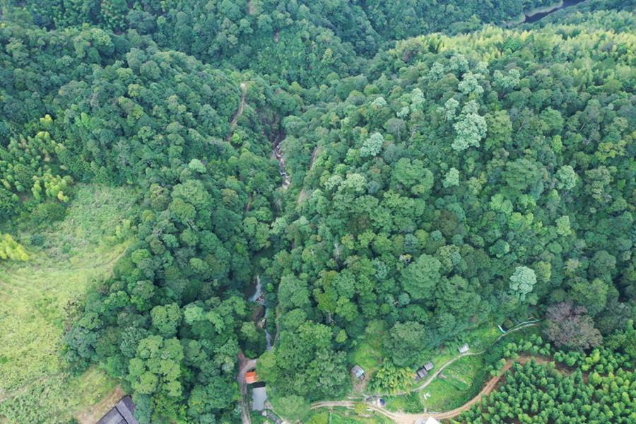 首批“福建最美古树群”名单出炉 最大树龄已有700多年