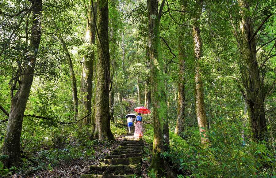 首批“福建最美古树群”名单出炉 最大树龄已有700多年