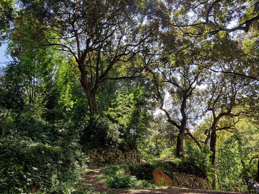 首批“福建最美古树群”名单出炉 最大树龄已有700多年