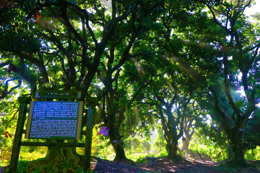 首批“福建最美古树群”名单出炉 最大树龄已有700多年