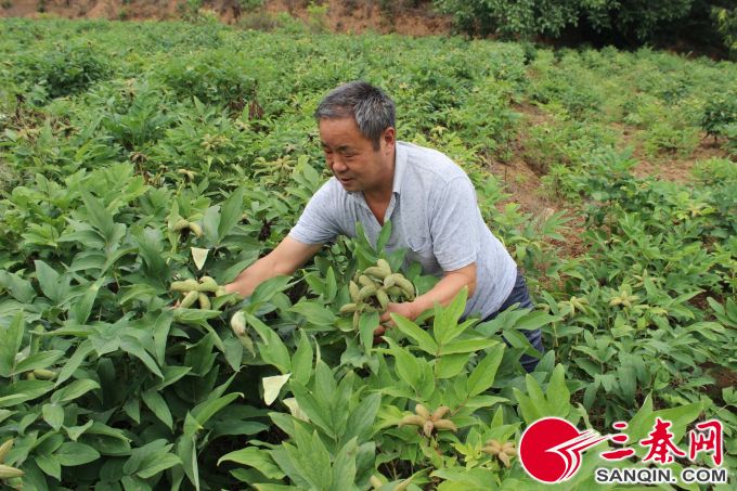 临潼小山村 脱贫全靠“花仙子”