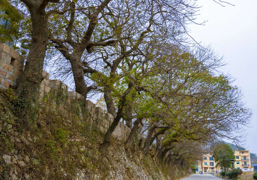 首批“福建最美古树群”名单出炉 最大树龄已有700多年