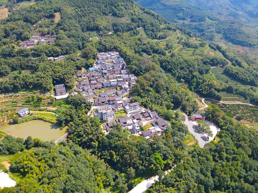 首批“福建最美古树群”名单出炉 最大树龄已有700多年