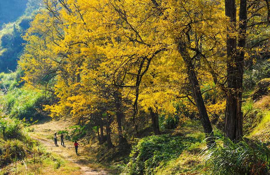 首批“福建最美古树群”名单出炉 最大树龄已有700多年