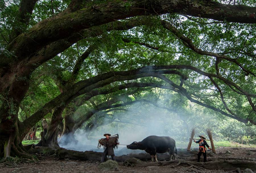首批“福建最美古树群”名单出炉 最大树龄已有700多年