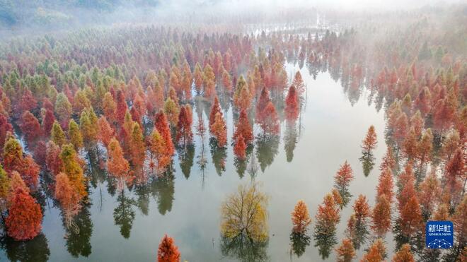 Hutan Metasequoia Persis Lukisan_fororder_shuishan5