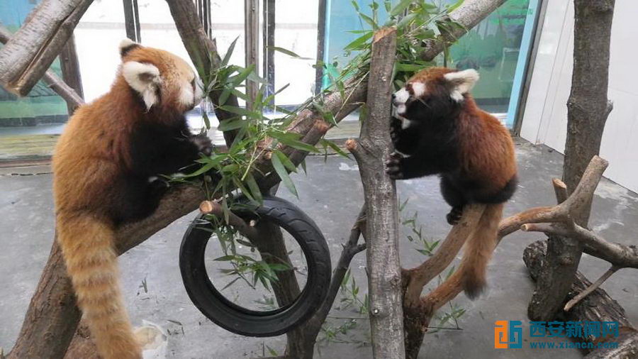 （转载）自制枯树爬梯、加装秋千爬绳……“动物家园装修工”让萌宝无忧待“疫”消