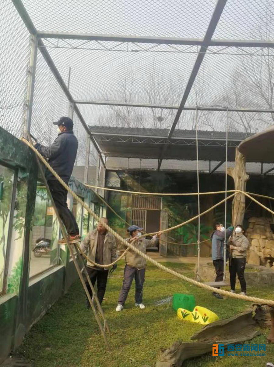 （转载）自制枯树爬梯、加装秋千爬绳……“动物家园装修工”让萌宝无忧待“疫”消