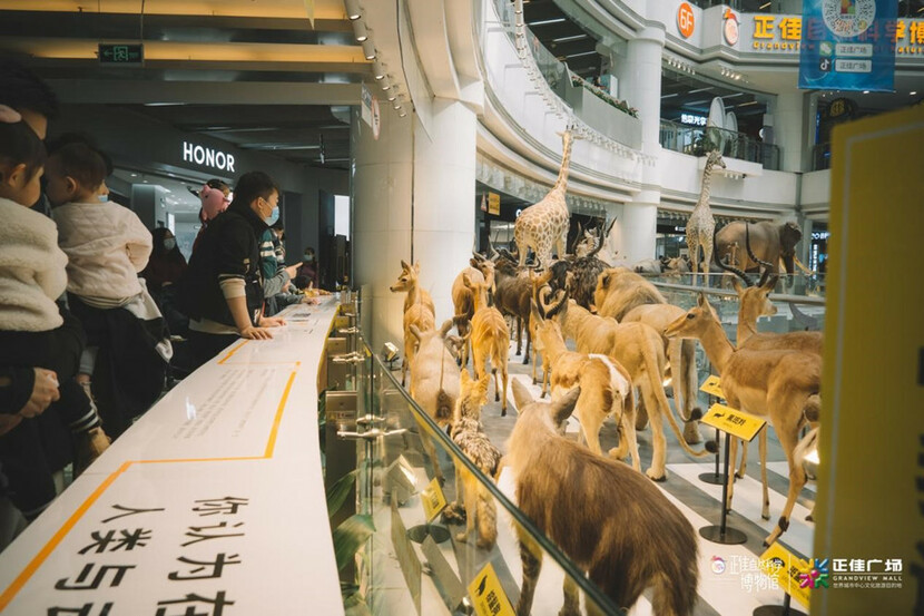 正佳广场“野性城市——非洲动物标本展”亮相_fororder_4