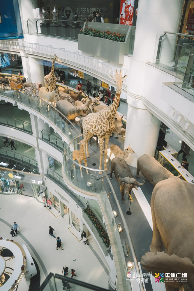 正佳广场“野性城市——非洲动物标本展”亮相_fororder_6