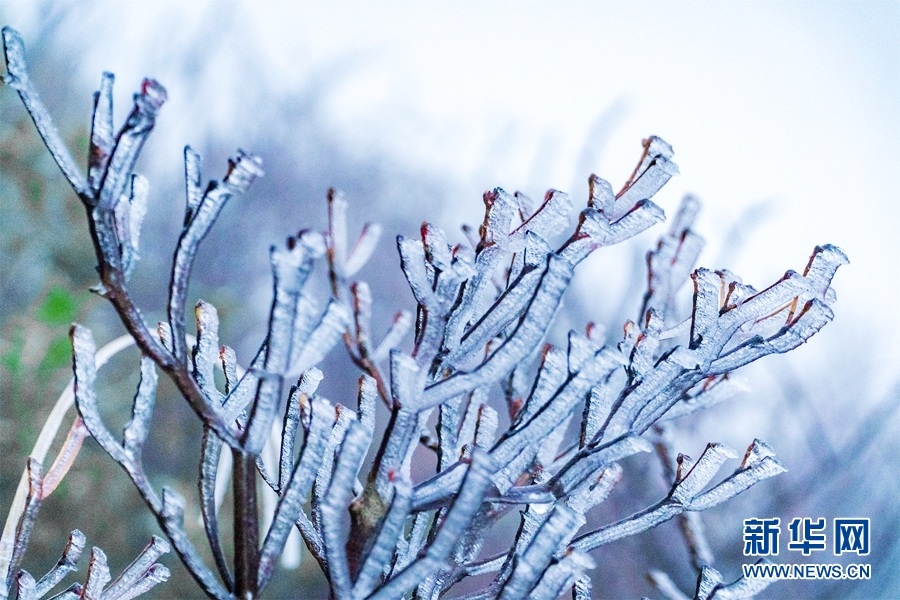广东清远金子山披上“冰衣” 尽显“南国冬韵”
