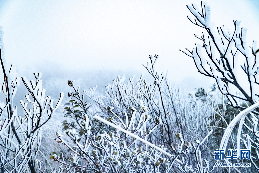 广东清远金子山披上“冰衣” 尽显“南国冬韵”