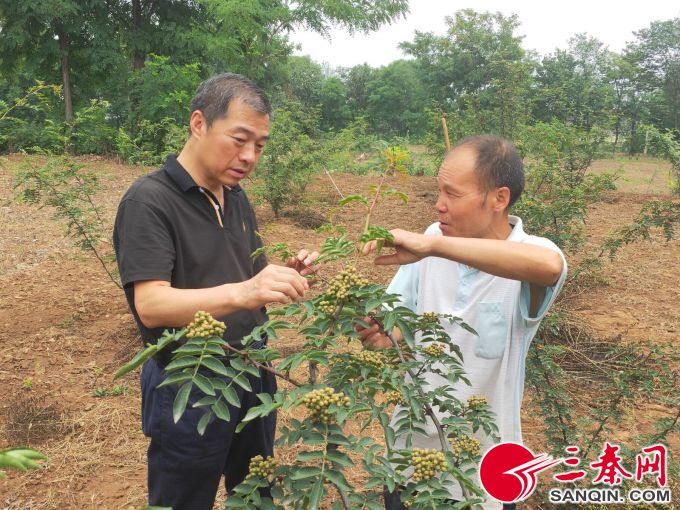 临潼这个村，为脱贫在屋顶上种起了太阳
