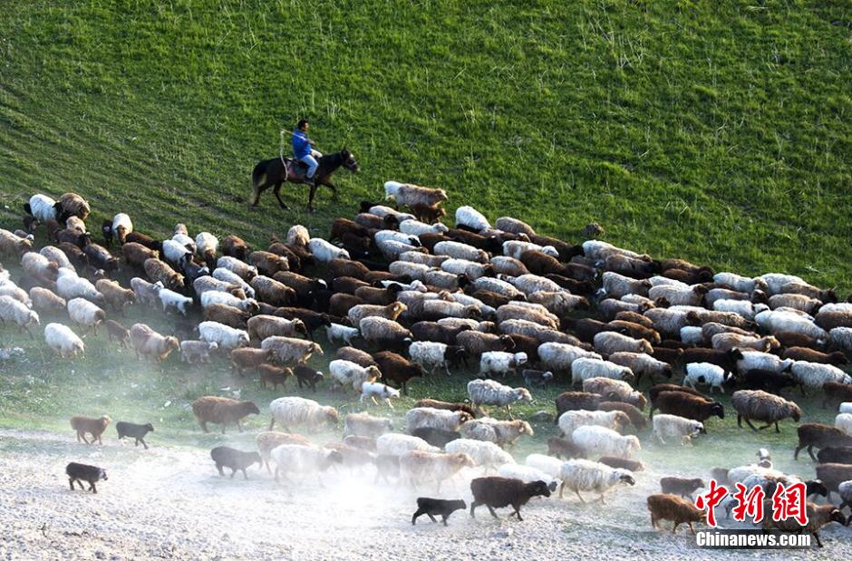 新疆伊犁河生态优良河边牛羊成群