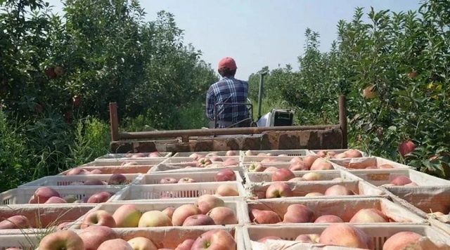 乡村产业数字化 帮1900万个“小丽”留下来