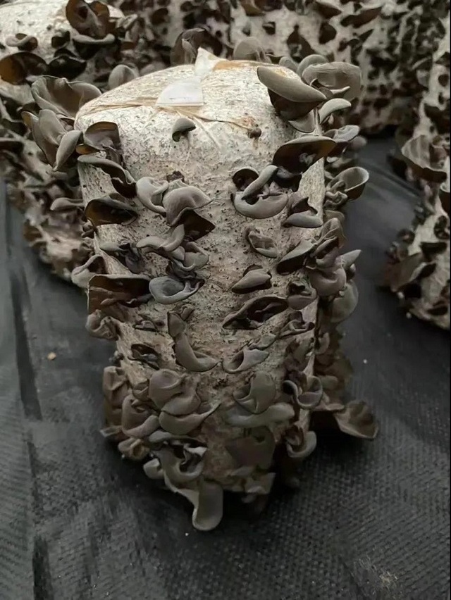 乡村产业数字化 帮1900万个“小丽”留下来