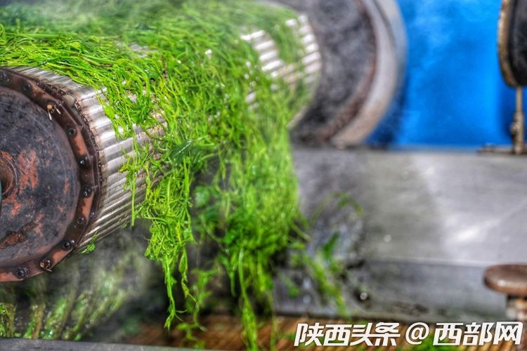 女娲茶绞股蓝成平利名片 绿色茶饮把贫困户带进产业链