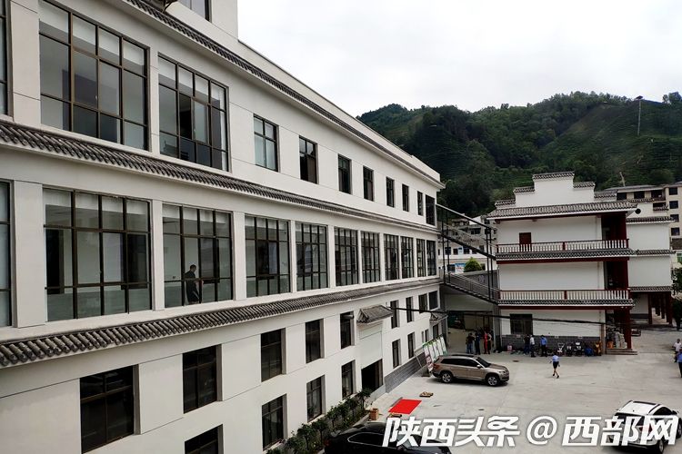 女娲茶绞股蓝成平利名片 绿色茶饮把贫困户带进产业链