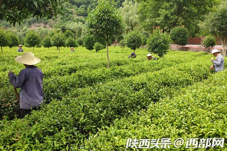 女娲茶绞股蓝成平利名片 绿色茶饮把贫困户带进产业链