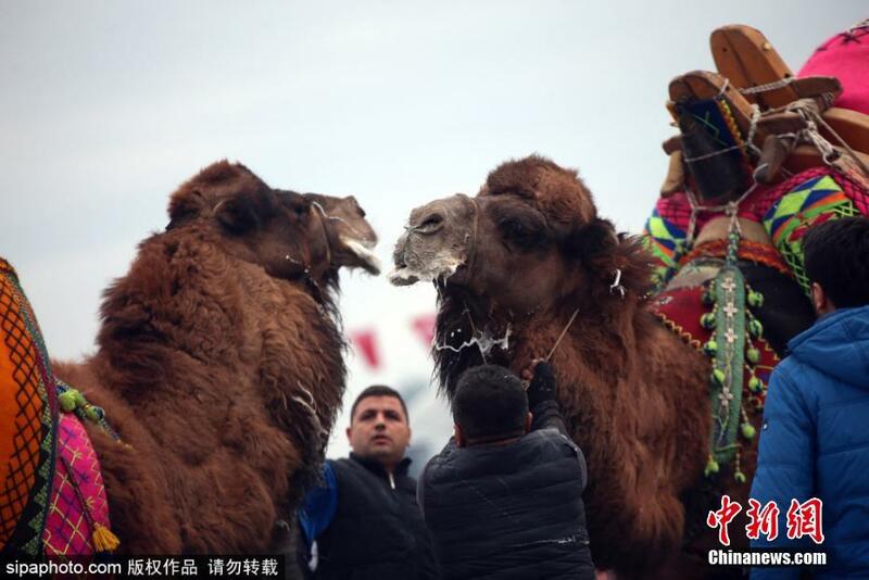 Gasar wasan kokawar rakuma ta gargajiya a Turkiyya_fororder_1229-02