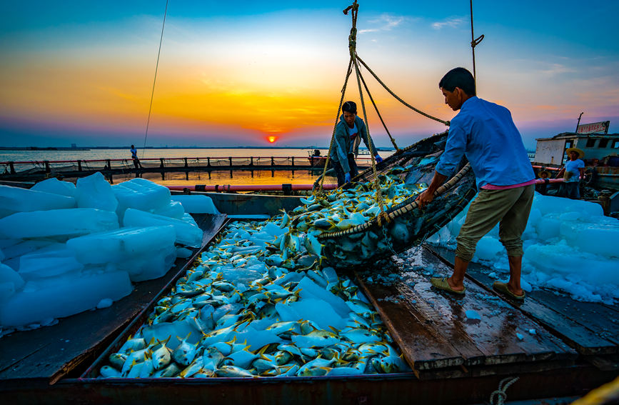 广西北海：深水网箱养殖金鲳鱼迎来好收成