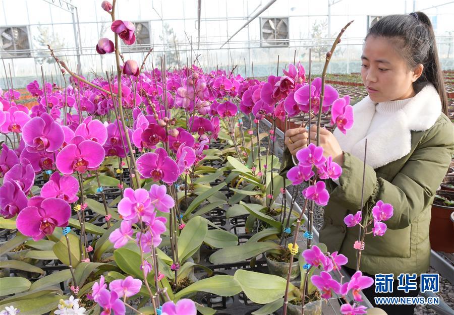 甘肃临夏：科技园区引领 促进农业产业升级