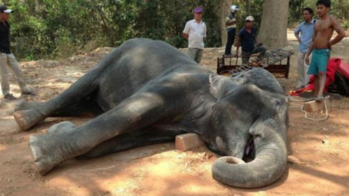 柬埔寨大象工作后暴毙 公众联署要求禁止骑象