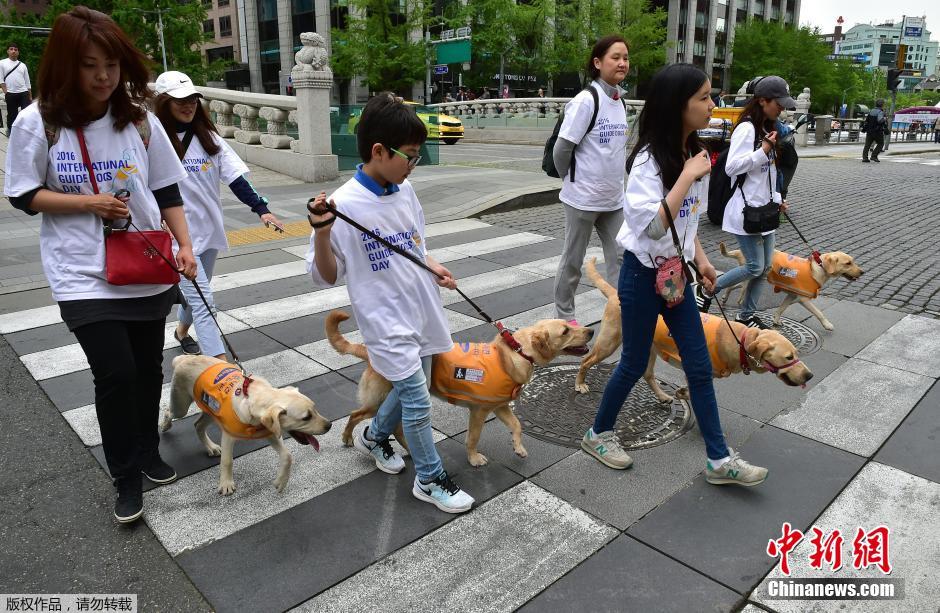 韓國志願者牽狗上街 紀念國際導盲犬日