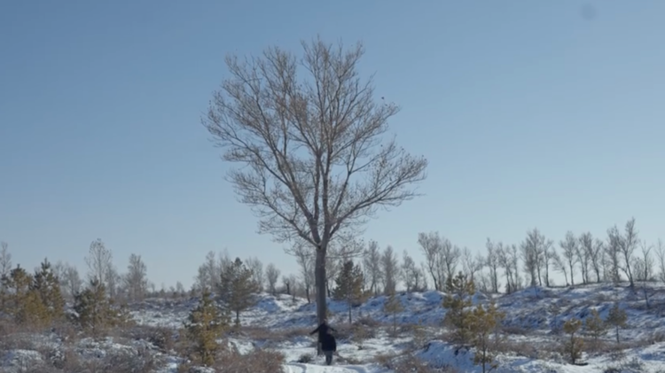中国人种树有多牛？看看这家人就知道了