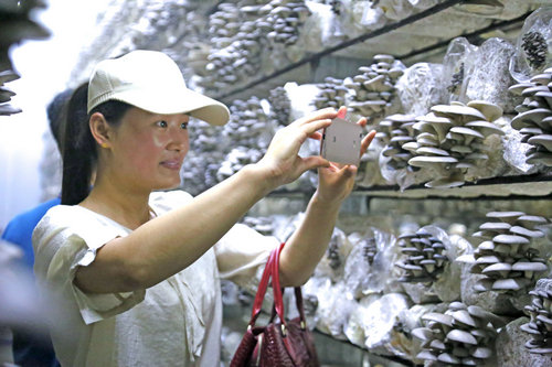 【河南供稿】河南省“蘑菇工廠”引領帶動食用菌産業轉型升級