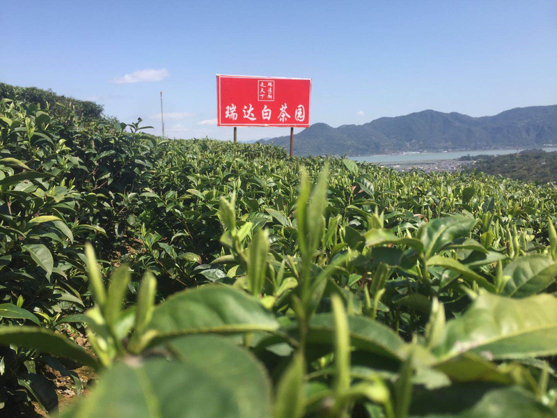 【闽东茶乡专题 茶企播报板块】福建瑞达茶业有限公司