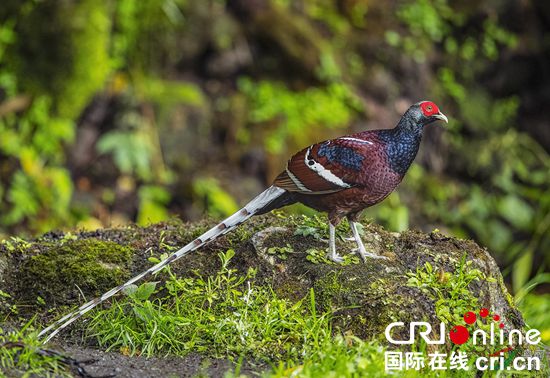 贵州紫云拟建自然保护区保护黑颈长尾雉