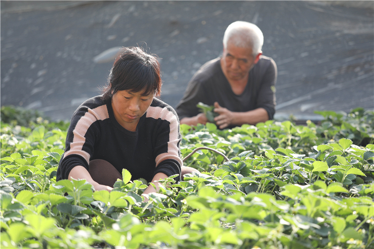 河北臨城：草莓飄香迎客來