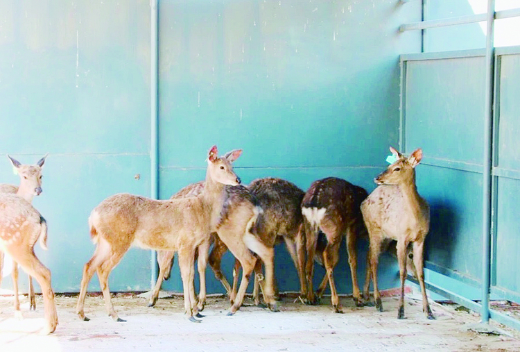 長春市雙陽區:送到家門口的“扶貧鹿”