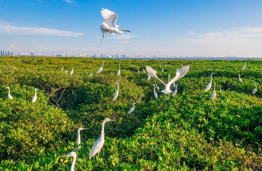 广西北海： 红树林成白鹭“栖息天堂”