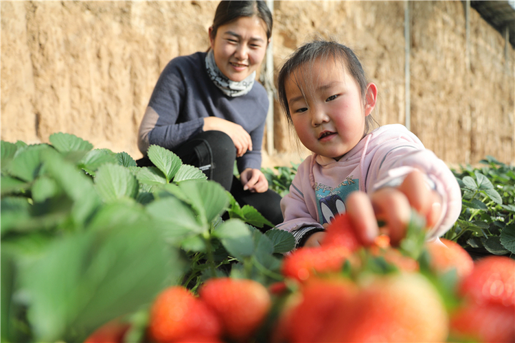 河北臨城：草莓飄香迎客來