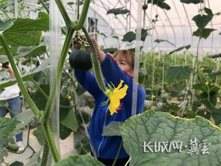 邯鄲市峰峰礦區彭城鎮：走過鄉村四季 七彩色裏看振興畫卷