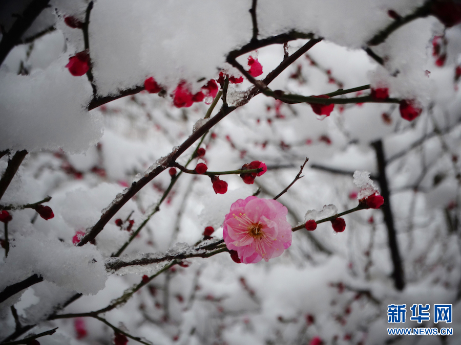 雪後汴京 景色迷人
