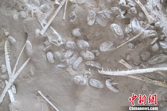 新疆发现数百枚3D翼龙蛋与胚胎化石