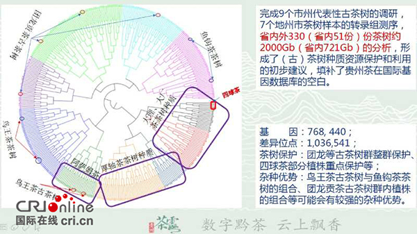 圖片默認標題_fororder_“貴州茶雲”茶樹資源和基因利用平臺成果展示（供圖：貴州省政協）