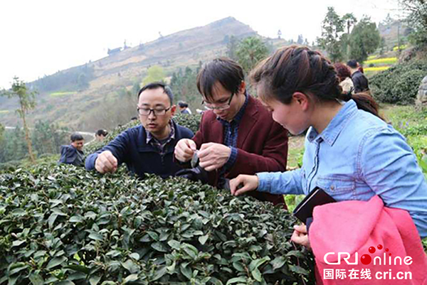 圖片默認標題_fororder_“貴州茶雲”工作人員正在做基因採集。（供圖：貴州省政協）