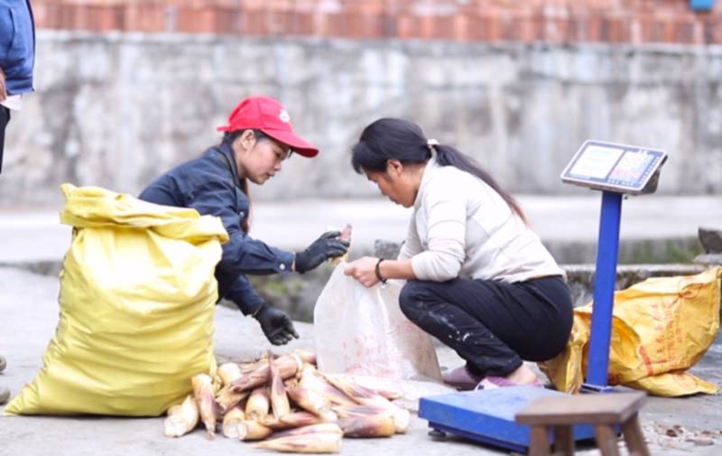 广西金秀：冬笋俏市场 富民助增收