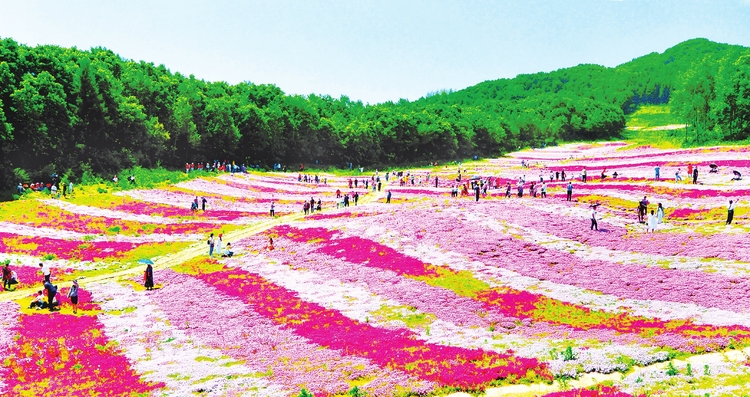 白山市渾江區鮮花大面積開放 吸引遊人紛至遝來