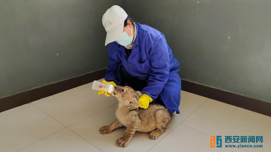 （转载）自制枯树爬梯、加装秋千爬绳……“动物家园装修工”让萌宝无忧待“疫”消